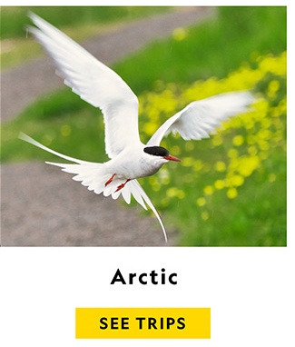 ARCTIC