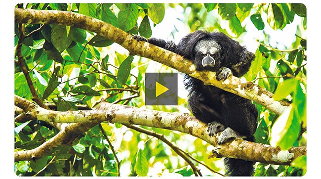 EXPERIENCE THE UPPER AMAZON'S WILDLIFE AND CULTURE ON A RIVER EXPEDITION