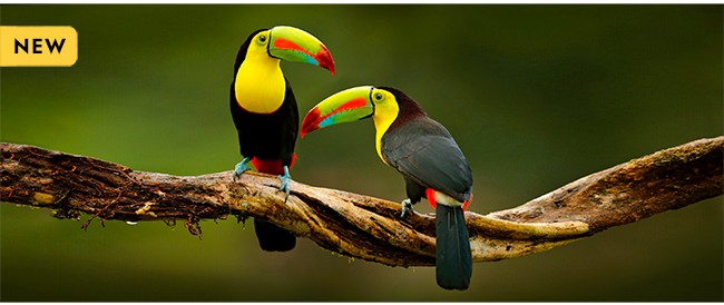 PANAMA AND COSTA RICA'S PACIFIC COAST: A CENTRAL AMERICA ODYSSEY / 13 DAYS