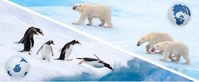 SHAREABLE INFOGRAPHIC: THE ARCTIC VS. ANTARCTICA